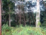 Lot 18 &amp; 19 High Bluff Enterprise, AL 36330 - Image 2459906