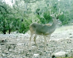 Secluded hunting ranch Harper, TX 78631 - Image 2569408