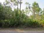 2036 WHELK CT W, LOT 45 Eastpoint, FL 32328 - Image 2601207