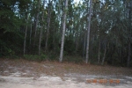 NORTHEAST ASBELL CRE Bronson, FL 32621 - Image 2655037