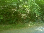 LOT 7 SYLVAN COVE Pisgah Forest, NC 28768 - Image 2658085