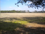 County Road 137 (Lot 1) Branford, FL 32008 - Image 2710697