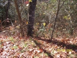 LOT 64 COWEE MOUNTAIN Bryson City, NC 28713 - Image 2824259