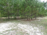 4788 NE County Line Rd Ludowici, GA 31316 - Image 2825058