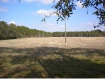 CR 137 &amp; 37th Road (97 Acres) Branford, FL 32008 - Image 2973463