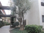 5460 White Oak Ave Unit J106 Encino, CA 91316 - Image 3101347