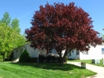 24 Pheasant Glen Collinsville, IL 62234 - Image 3106150