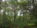 LOT 1808 RIVER TOP RD Talking Rock, GA 30175 - Image 3115519