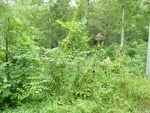 LOT 10 SUTTON COVE Hiawassee, GA 30546 - Image 3117530