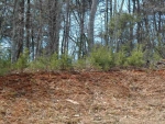 LOT 31, NORTHERN SPY DRIVE Clarkesville, GA 30523 - Image 3117910