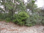 350 Ocean Forest Dr.Lot 128 Unit 3 Saint Augustine, FL 32080 - Image 3118916