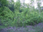 LOT 15 GARNETT RIDGE PRE Sylva, NC 28779 - Image 3280577