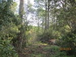 Lot22 Gumleaf R Jacksonville, FL 32226 - Image 3327641