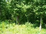 Brushy Creek Point Lot 7 Arley, AL 35541 - Image 3439748