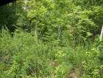 LOT 56 THE BLUFFS OF CARTECAY Ellijay, GA 30540 - Image 3627456