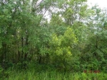 Lot 55 Ranchland Acres Lakeland, FL 33809 - Image 3645517