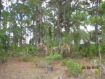 BATTALLA RD, LOT 25 North Port, FL 34286 - Image 3698037