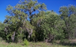 15208 CURLEW RD, LOT 10 Brooksville, FL 34613 - Image 3739943