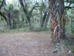 FORT LANE RD, LOT 1F Geneva, FL 32732 - Image 3943317