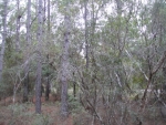 LOT 15 DARSEY VILLAGE Sopchoppy, FL 32358 - Image 3970323