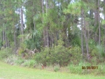 XXX LOG LN, LOT 40 North Port, FL 34286 - Image 4173802