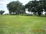 3345 HWY 557 A Polk City, FL 33868 - Image 4322974