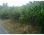 344 SW APPROX. 213 AVE. Homestead, FL 33034 - Image 4660801