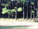 LOT 41 TUSCAN LANDIN Waverly, GA 31565 - Image 4978093