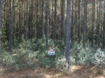 LOT 98 MIDDLETON PLANTATION Waverly, GA 31565 - Image 4978080