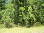 LOT 51 TUSCAN LANDING Waverly, GA 31565 - Image 4978110