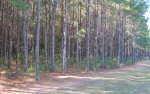 LOT 19  TUSCAN LANDING Waverly, GA 31565 - Image 4978105