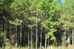 LOT 15 MIDDLETON PLANTATION Waverly, GA 31565 - Image 4978131