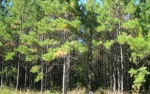 PHASE 2 LOT 16 MIDDLETON PLANTATION Waverly, GA 31565 - Image 4978135