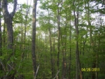 PHASE 10 LOT 35 Rising Fawn, GA 30738 - Image 6246615