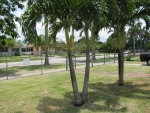 14711 AVOCADO DR Homestead, FL 33033 - Image 6344076