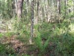 LOT 2 DOGWOOD FOREST Folkston, GA 31537 - Image 6733334