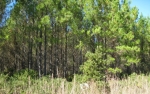 LOT 92 CAMDEN RESERVE Woodbine, GA 31569 - Image 6753127